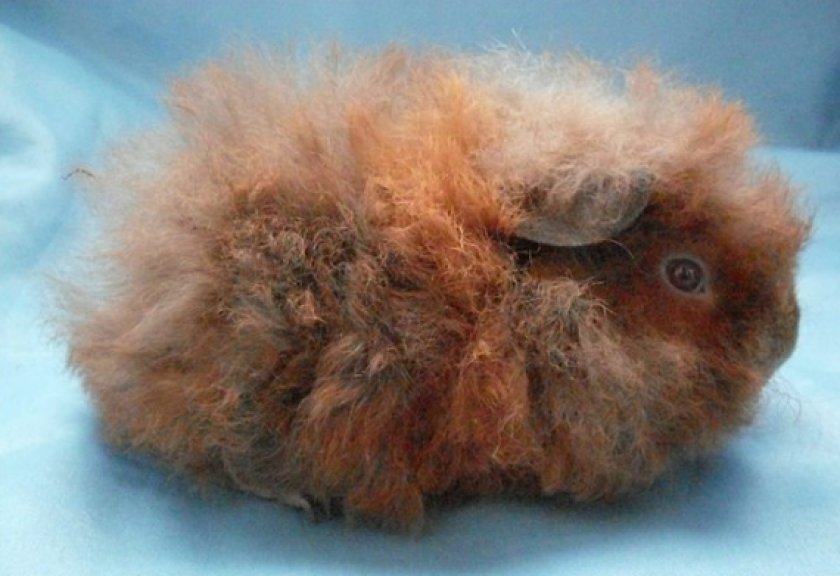 морская свинка