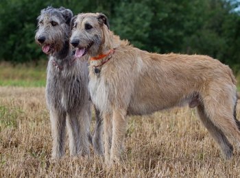 Порода собак ирландский волкодав (вольфхаунд), характеристика