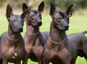 Самые уродливые породы собак в мире