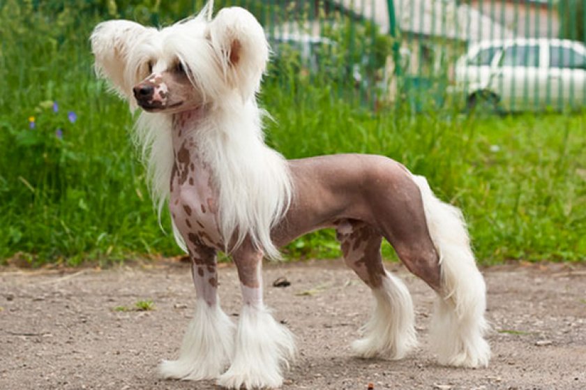 Китайская хохлатая голая