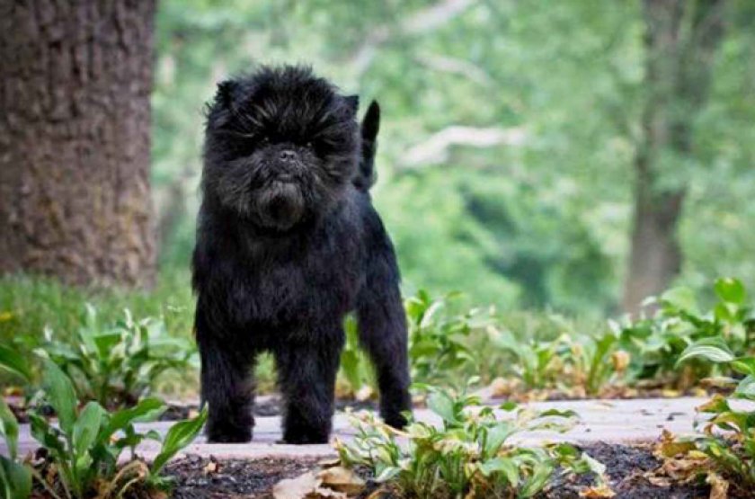 Аффенпинчер