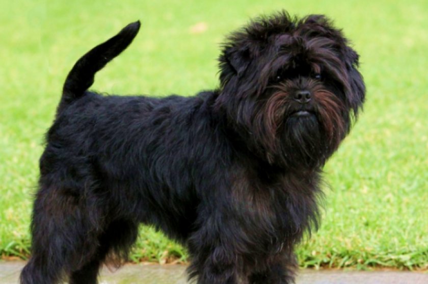 Аффенпинчер