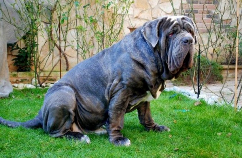 Неаполитанский мастиф