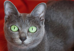 Кошка корат Кошка корат