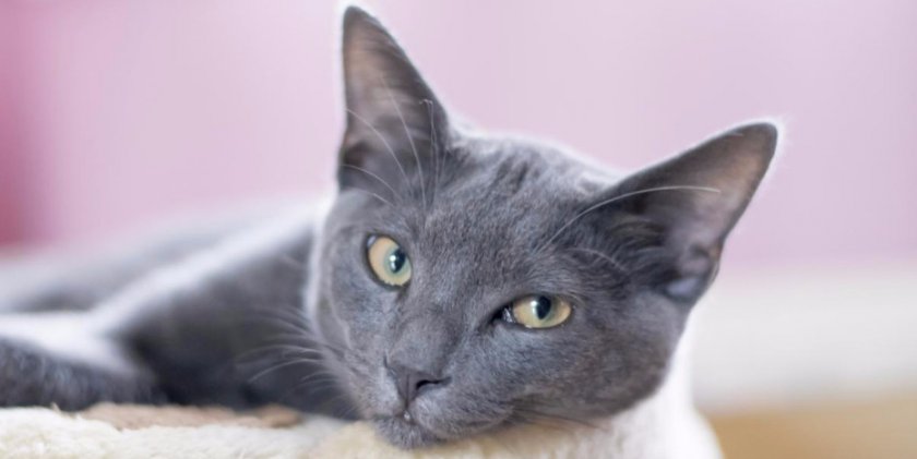 Кошка корат Кошка корат