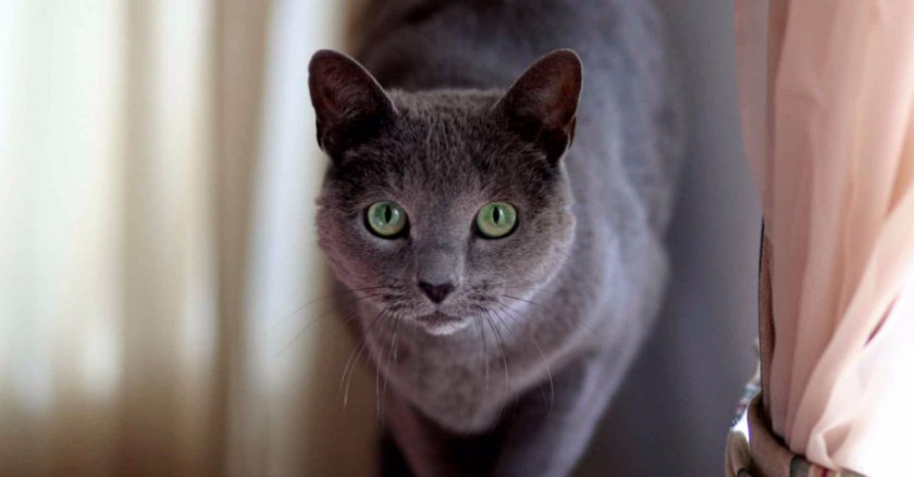 Кошка корат Кошка корат