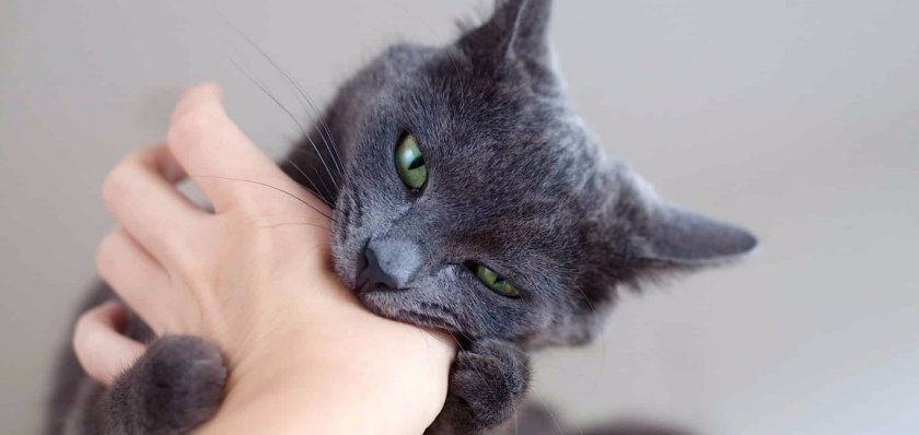 Кошка корат Кошка корат