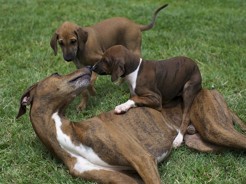 Щенок азавак