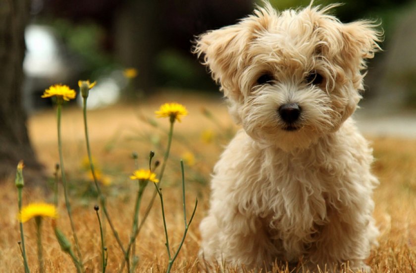 Аффенпинчер