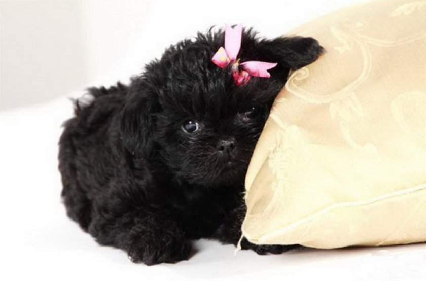 Аффенпинчер