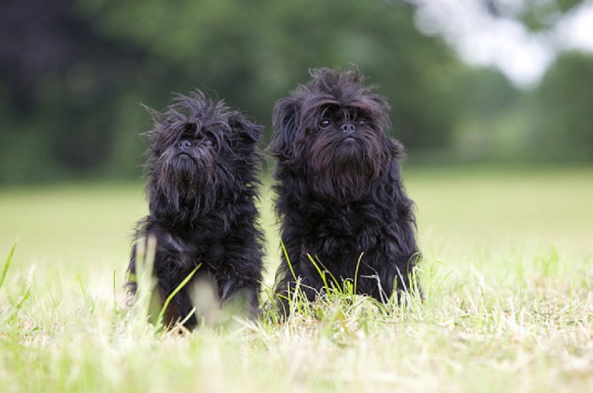 Аффенпинчер Аффенпинчер