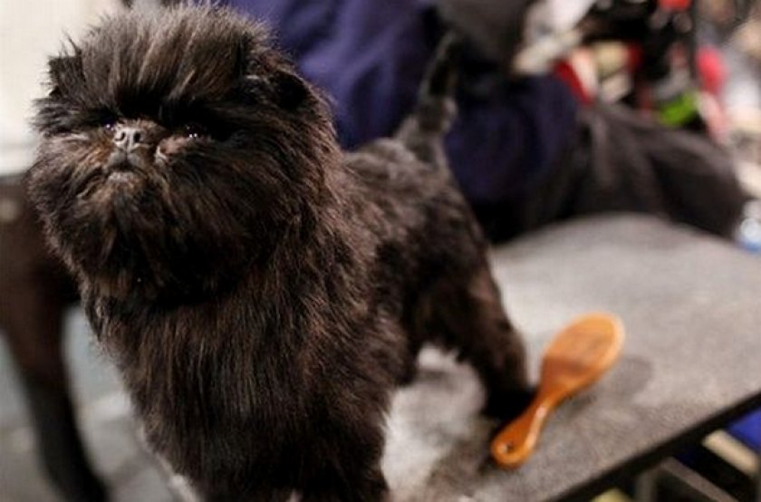 Аффенпинчер