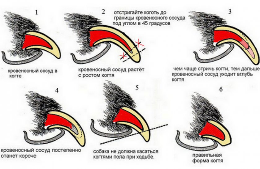 Как стричь когти собаке Как стричь когти собаке