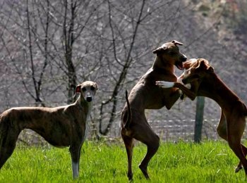 Беспощадный охотник и преданный друг: знакомство с породой азавак