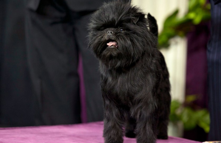 Аффенпинчер