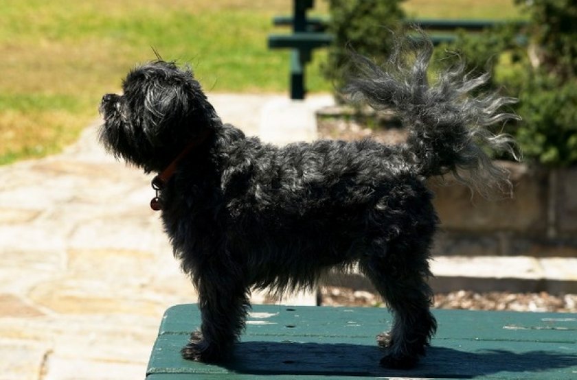 Аффенпинчер