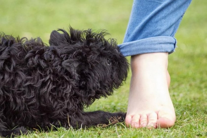 Аффенпинчер