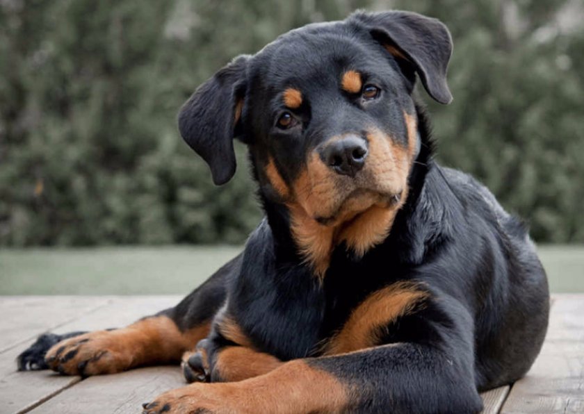 Ротвейлер