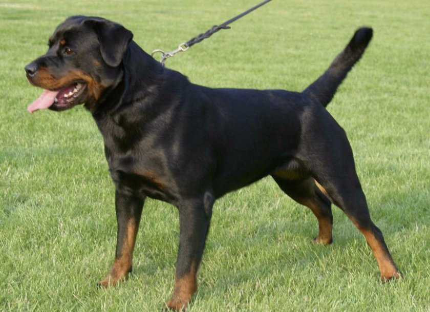 Ротвейлер