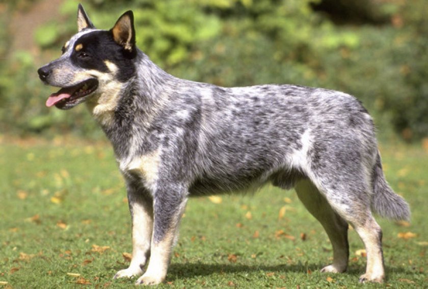 Австралийская пастушья