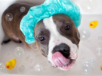 Как правильно ухаживать за собакой в домашних условиях