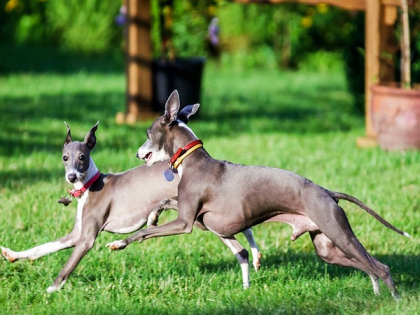 Левретка Левретка