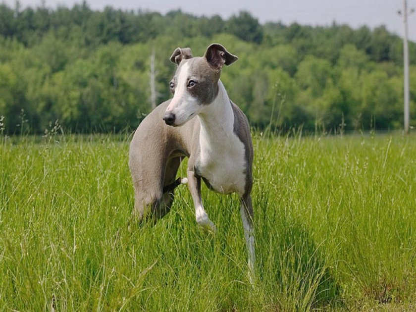 Левретка Левретка