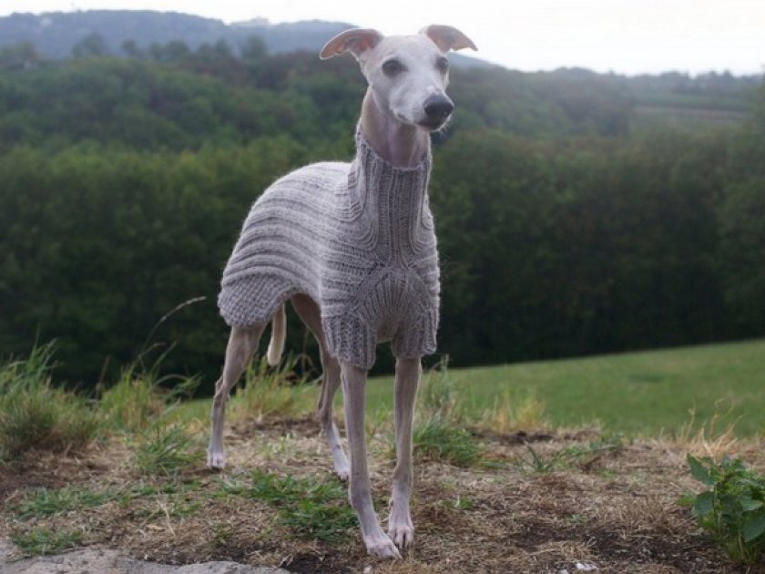 Левретка Левретка