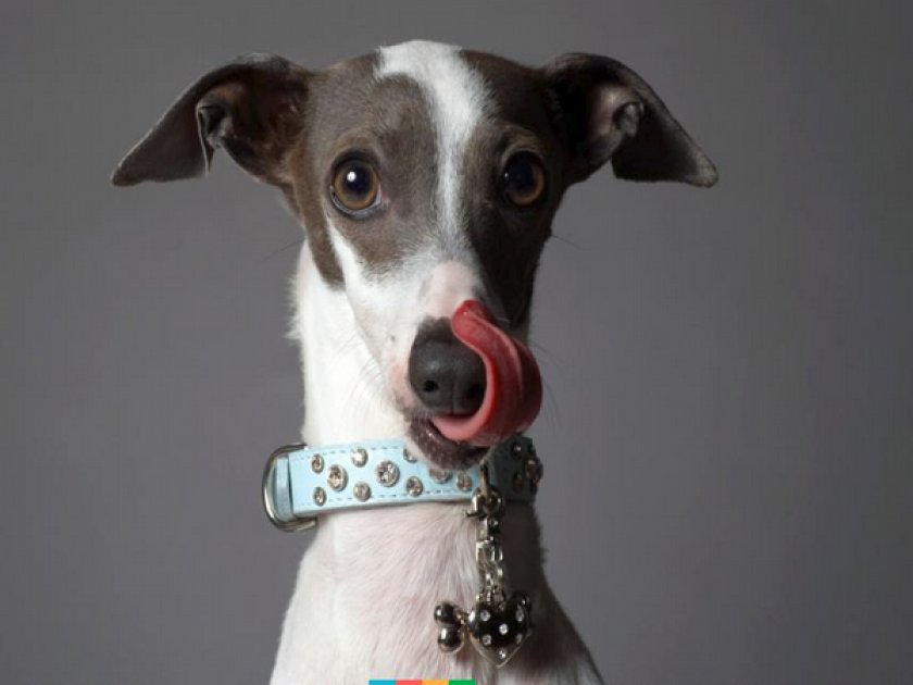 Левретка Левретка