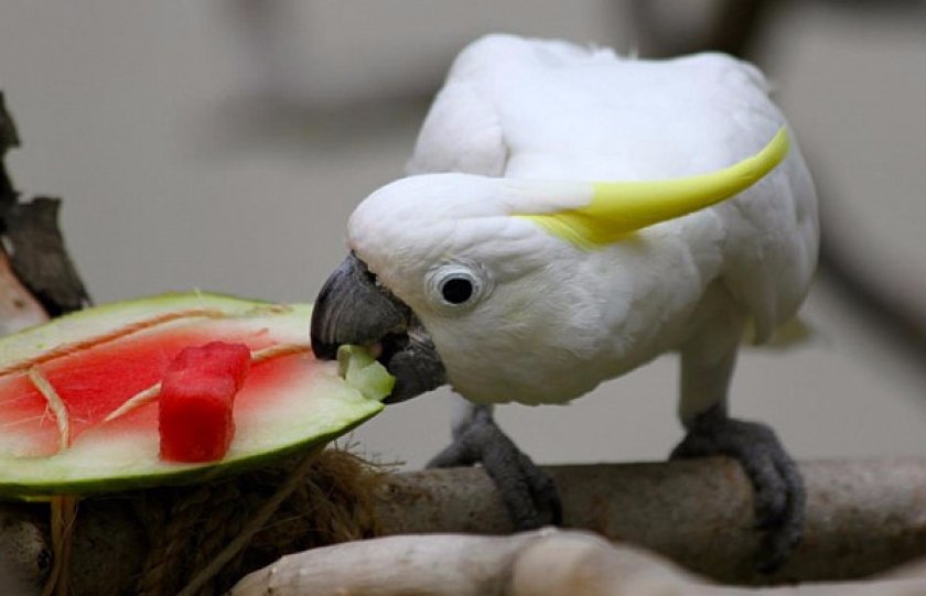 Кормление какаду