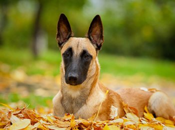 Бельгийская овчарка малинуа: особенности ухода и содержания