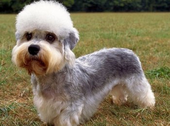 Описание и фото самых редких собак в мире