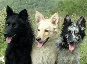 Венгерские пастушьи собаки породы муди: описание, особенности