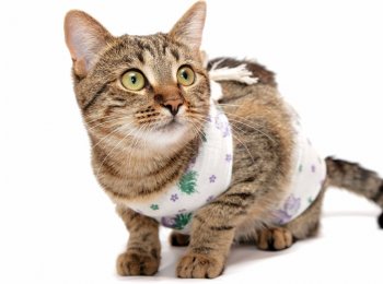 Как сшить и одеть попону для кошки