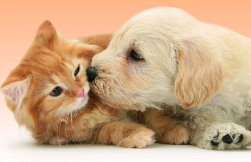 Кошка и собака Кошка и собака