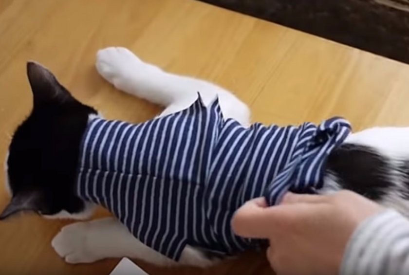 Как сшить своими руками для кошки попону после стерилизации