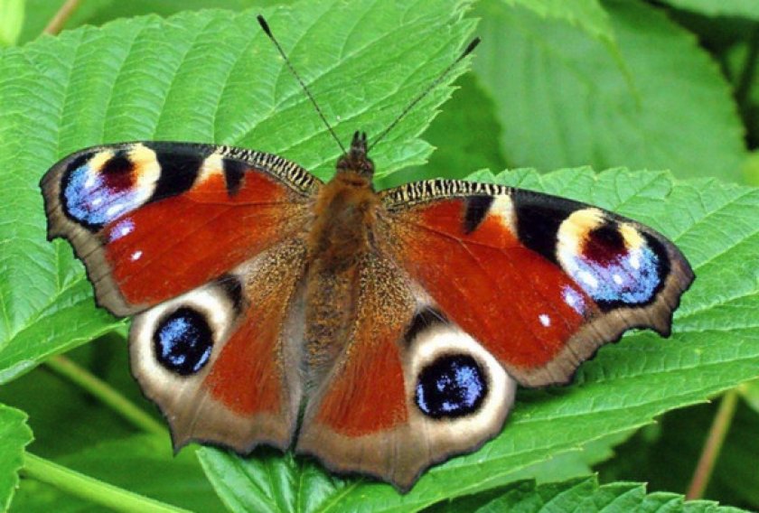 Бабочка павлиний глаз: содержание бабочки в домашних условиях