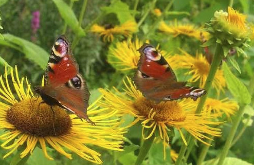 Размножение