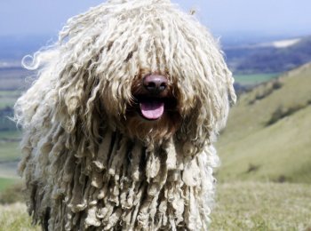 Комондор (венгерская овчарка)