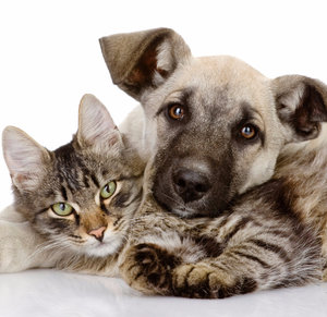 Кот и пес