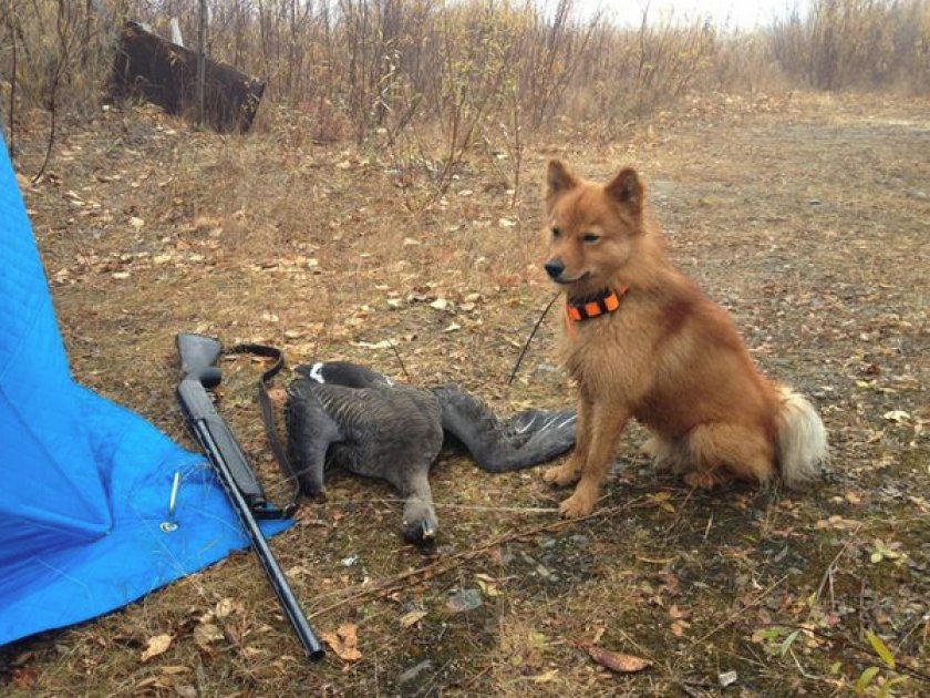 Щенок финский шпиц Щенок финский шпиц