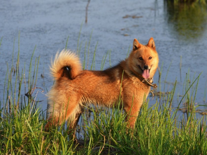 Финский шпиц Финский шпиц