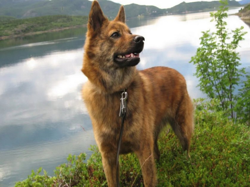 Финский шпиц Финский шпиц