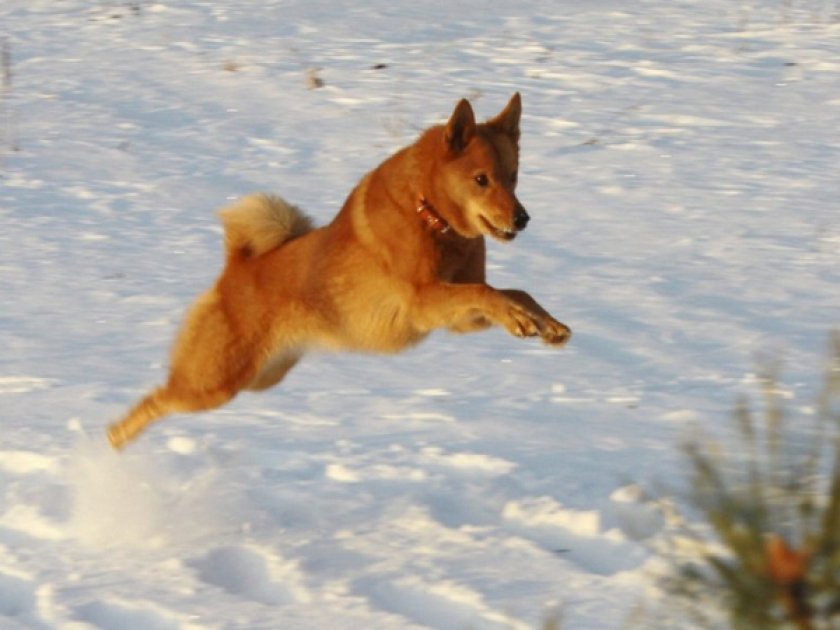 Финский шпиц Финский шпиц