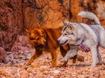 Отважный и независимый друг рыжего оттенка: характеристика породы финский шпиц