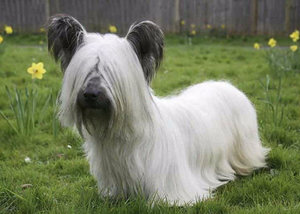 Правильный уход за скай терьером в домашних условиях