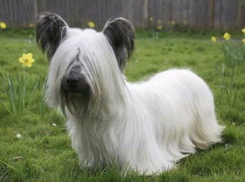 Правильный уход за скай терьером в домашних условиях