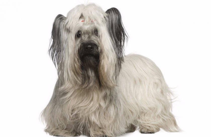 Что это за порода