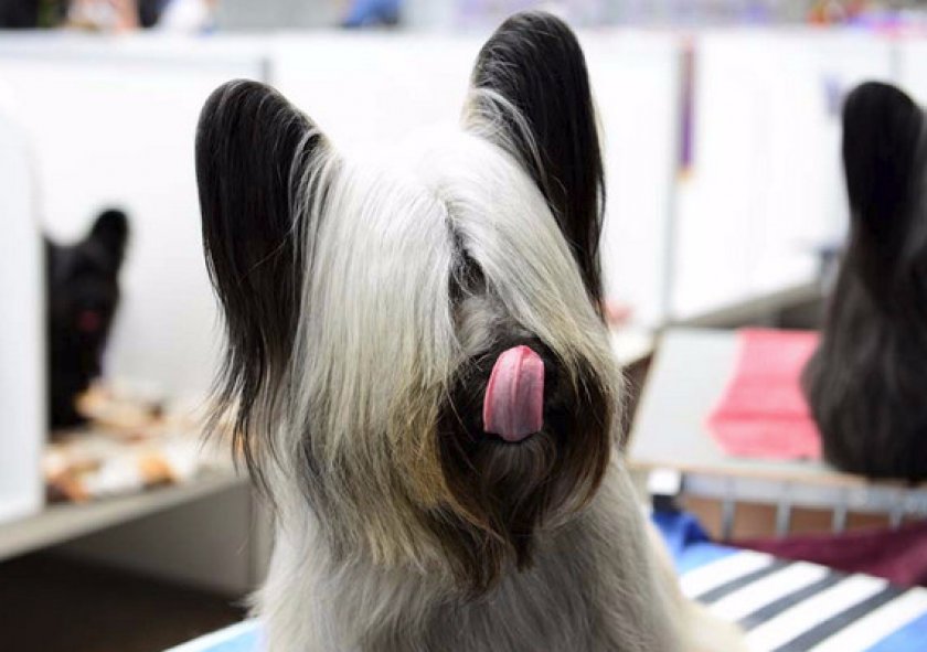 Чем кормить скай терьера