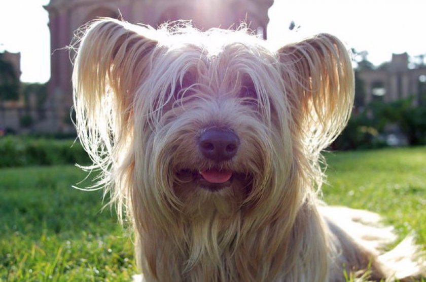 О дрессировке и воспитани